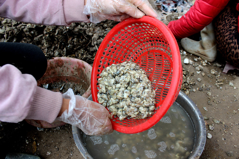 Hà cồn sau khi vớt lên sẽ được lấy ruột bằng cách dùng búa mỏ chim tách vỏ. Ruột hà cồn trắng ngần như sữa. Ảnh baoquangninh.