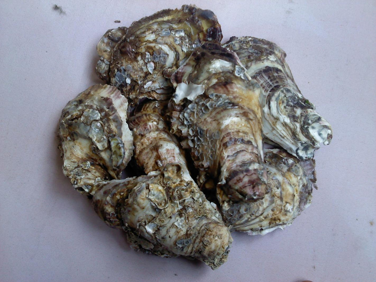 Mùa hà cồn kéo dài từ tiết chính đông cho đến hết mùa xuân năm sau. Đây là lúc hà cồn béo đặc và cho năng suất nhất. Ảnh hongphong.