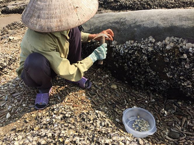 Đánh bắt hà cồn trong tự nhiên là một công việc rất vất vả. Ảnh blogspot.