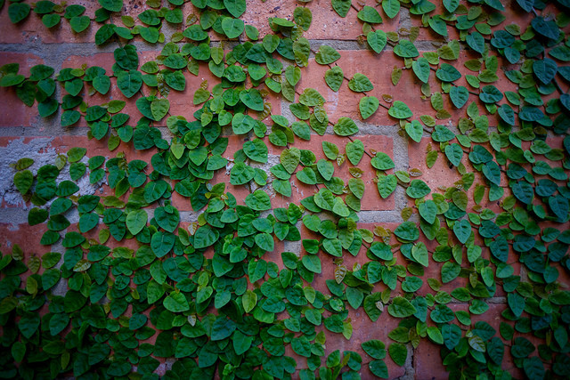 Cây thằn lằn bám rất chắc trên nhiều bề mặt như đá, gỗ, tường... nên thường được trồng nhiều ở Việt Nam tại các ngôi biệt thự, khu nghỉ dưỡng…để tạo vẻ đẹp cổ kính. Ảnh blogspot.