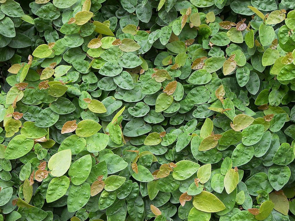 Cây thằn lằn rất dễ trồng, tốn ít công chăm sóc, có thể nhân giống bằng phương pháp giâm cành. Loài cây này chịu đựng được nắng nóng, mưa dài ngày và không cần nhiều nước. Ảnh blogspot.