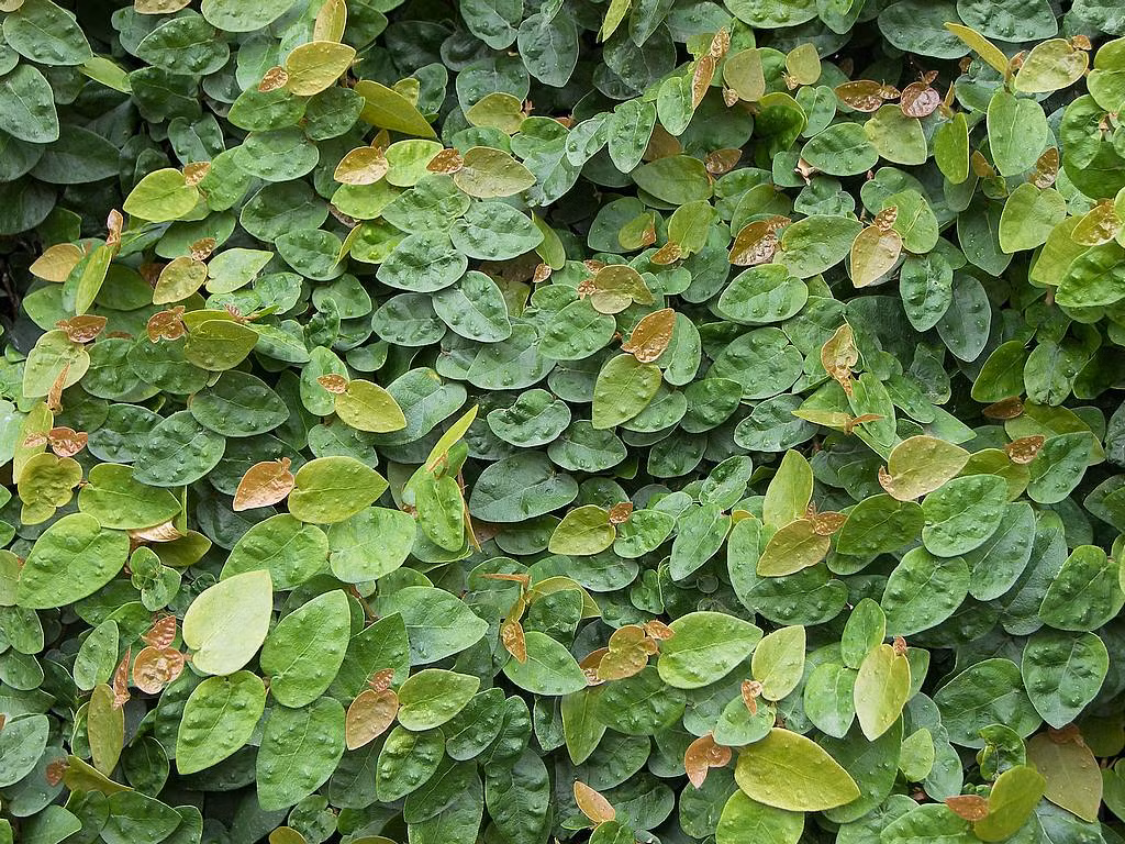 Cây thằn lằn rất dễ trồng, tốn ít công chăm sóc, có thể nhân giống bằng phương pháp giâm cành. Loài cây này chịu đựng được nắng nóng, mưa dài ngày và không cần nhiều nước. Ảnh blogspot.