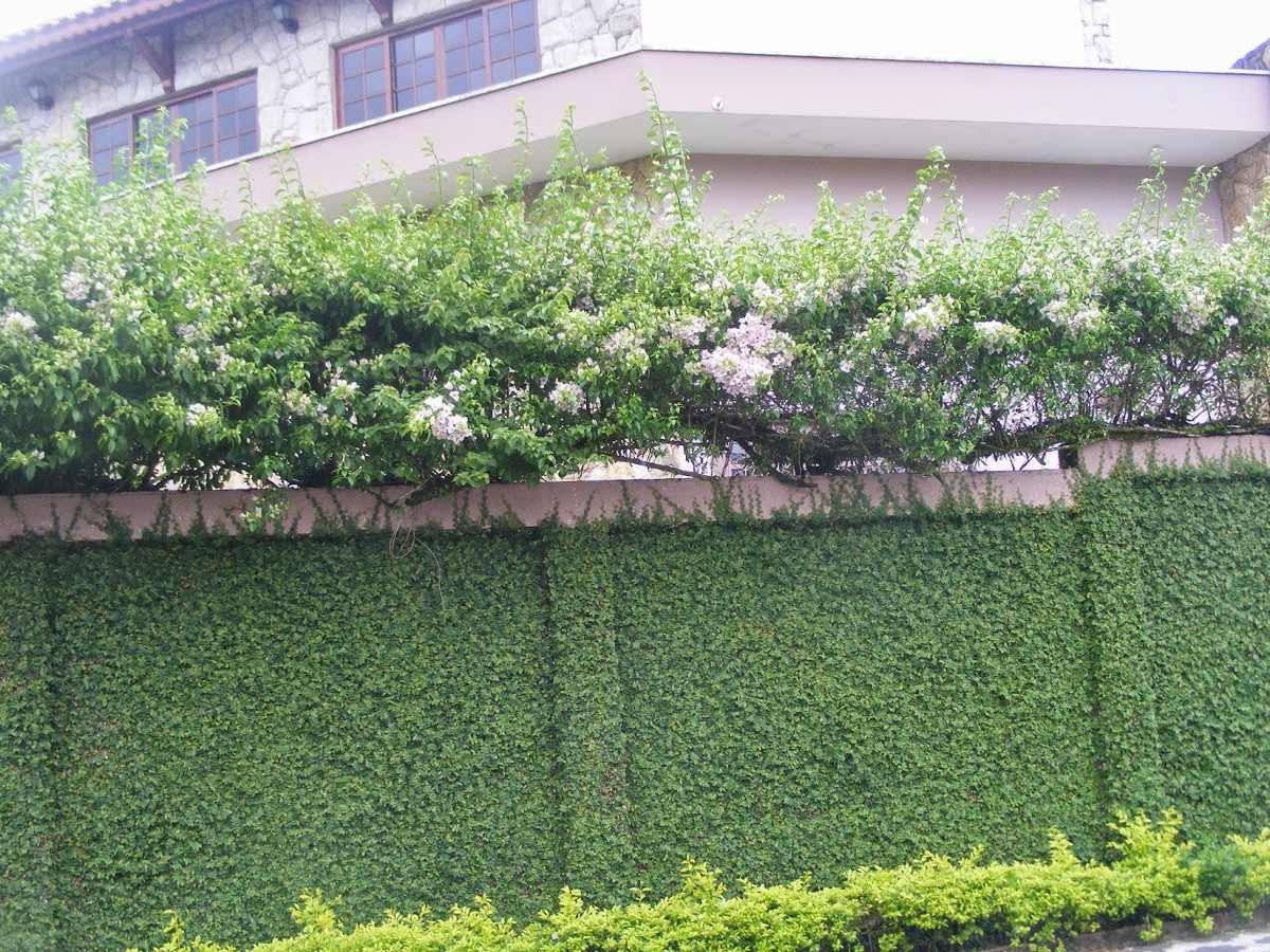 Ngoài được trồng để làm cảnh, trang trí, cây thằn lằn còn có tác dụng chữa bệnh như chữa đau lưng, ung nhọt... Ảnh dayleo.