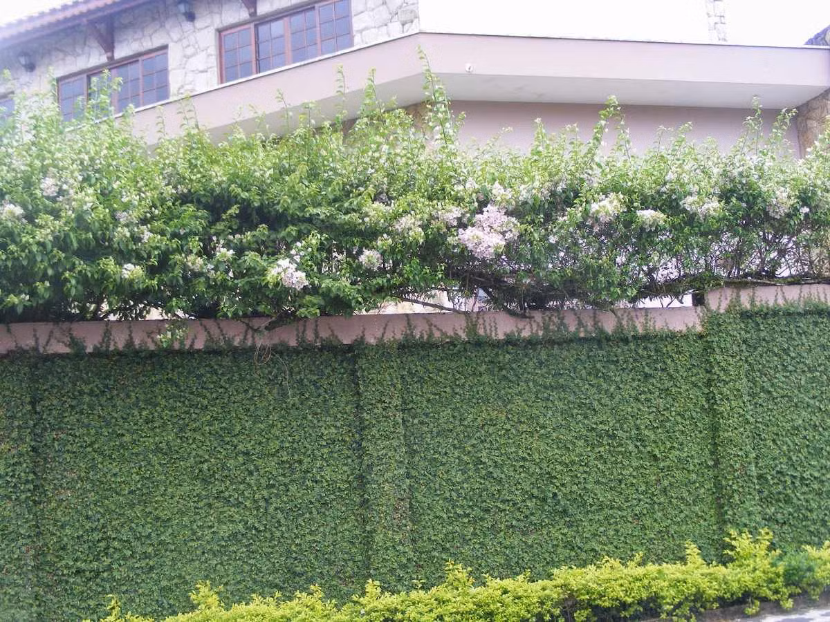 Ngoài được trồng để làm cảnh, trang trí, cây thằn lằn còn có tác dụng chữa bệnh như chữa đau lưng, ung nhọt... Ảnh dayleo.