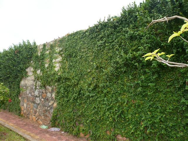 Cây thằn lằn ít ra quả. Những cây lâu năm lâu sẽ có quả, quả thường tròn dài màu xanh mọc ở thân. Ảnh blogspot. 