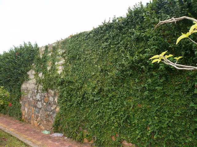 Cây thằn lằn ít ra quả. Những cây lâu năm lâu sẽ có quả, quả thường tròn dài màu xanh mọc ở thân. Ảnh blogspot. 