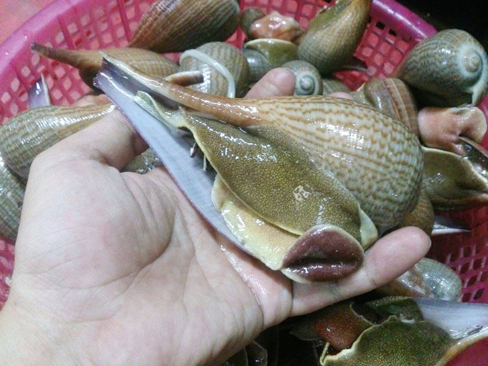 Ở nước ta, ốc muỗng phân bố rải rác ở Vũng Tàu, Côn Đảo, Phan Thiết, Cam Ranh...Vì vậy số lượng loài ốc này không nhiều, thậm chí là khá hiếm. Ảnh facebook.