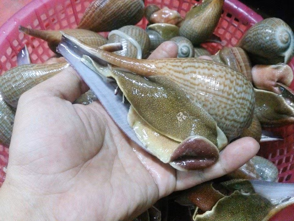 Ở nước ta, ốc muỗng phân bố rải rác ở Vũng Tàu, Côn Đảo, Phan Thiết, Cam Ranh...Vì vậy số lượng loài ốc này không nhiều, thậm chí là khá hiếm. Ảnh facebook.