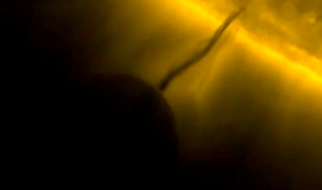 Nguồn ảnh: Mufon.