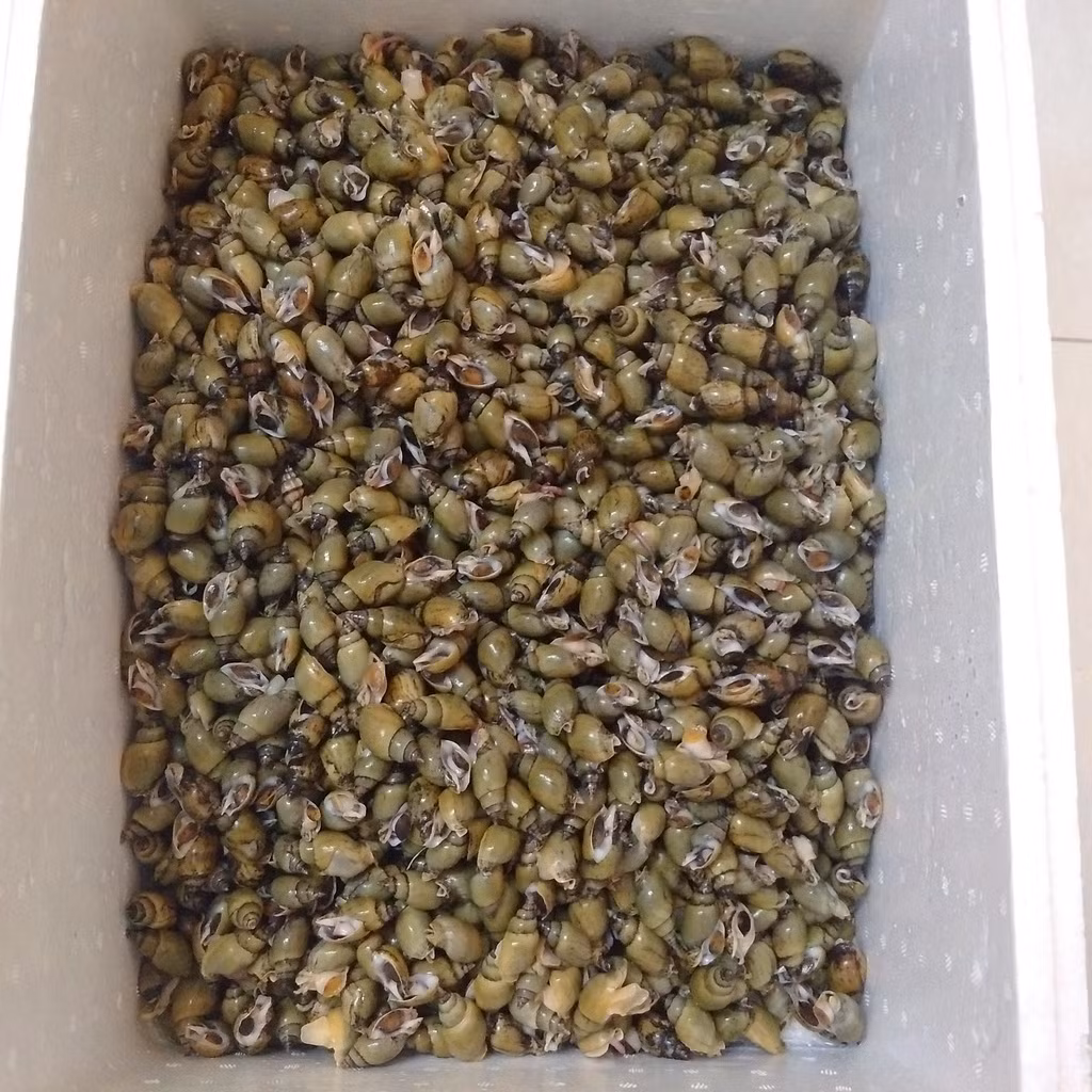 Ốc cau có nhiều cách chế biến như luộc, xào, làm gỏi nhưng ngon nhất vẫn là luộc sả. Ảnh photobucket.