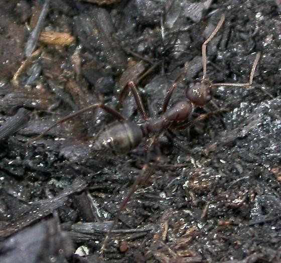 Loài kiến đáng sợ có thể đốt và một số còn phun ra axit formic có thể gây đau đớn. Ảnh bugguide.