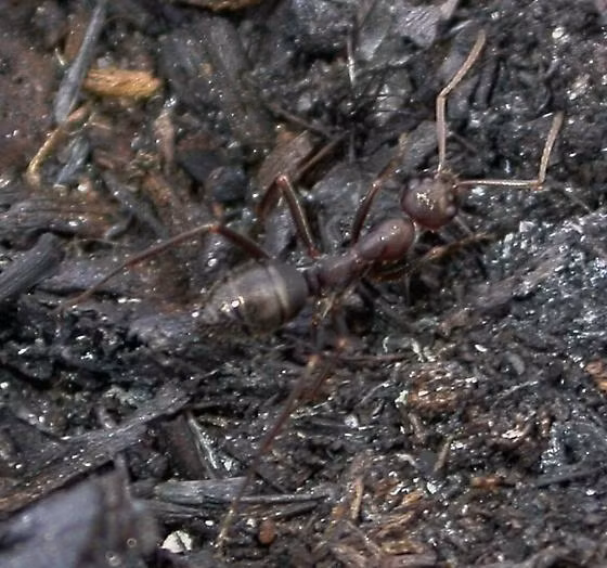 Loài kiến đáng sợ có thể đốt và một số còn phun ra axit formic có thể gây đau đớn. Ảnh bugguide.