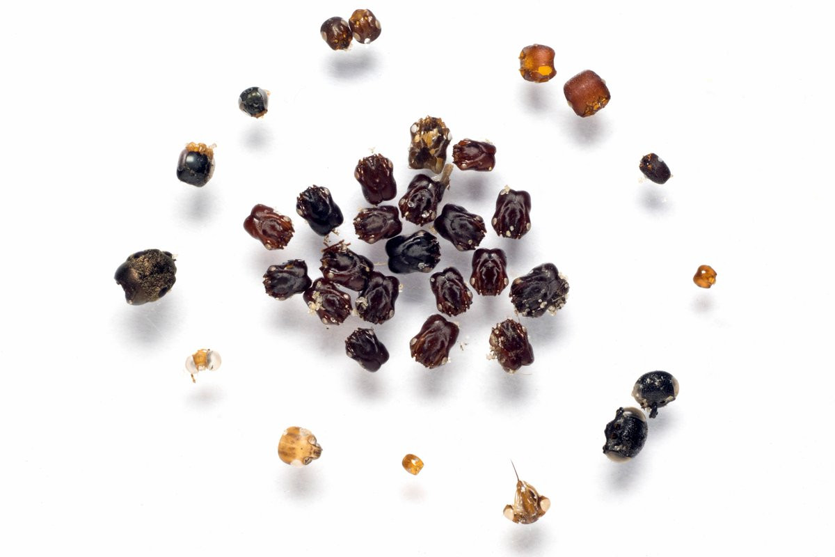 Các nhà khoa học thậm chí còn nghiên cứu rằng kiến Formica archboldi có sở thích “sưu tầm” đầu của các loài kiến khác để trang trí cho tổ của mình. Ảnh twimg.