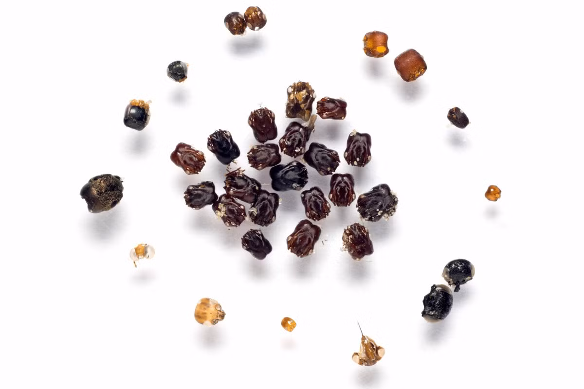 Các nhà khoa học thậm chí còn nghiên cứu rằng kiến Formica archboldi có sở thích “sưu tầm” đầu của các loài kiến khác để trang trí cho tổ của mình. Ảnh twimg.