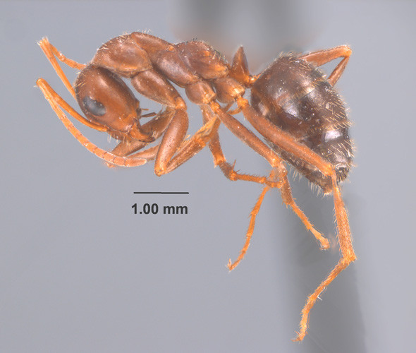 Loài kiến kỳ lạ này còn có họ hàng với một loại kiến chuyên tấn công tổ của các loài kiến khác, giết chết kiến chúa và mang trứng về tổ nuôi để làm nô lệ. Ảnh msstate.