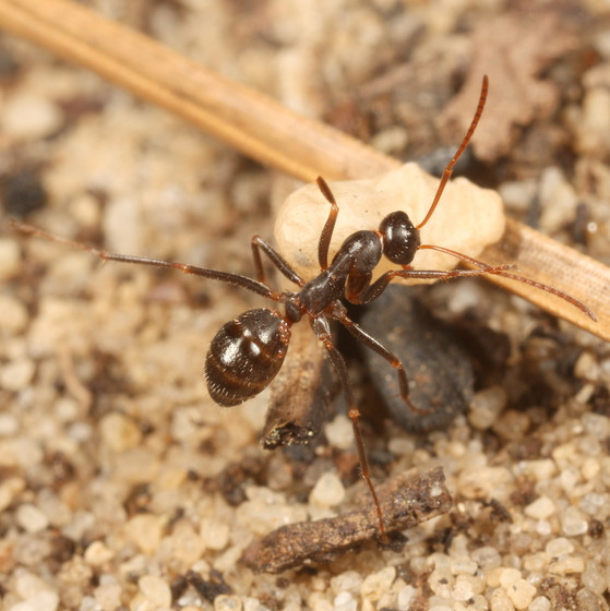 Kiến Formica archboldi thường làm tổ gần thân cây, đá, vỉa hè, hàng rào hoặc móng nhà. Ảnh bugguide.