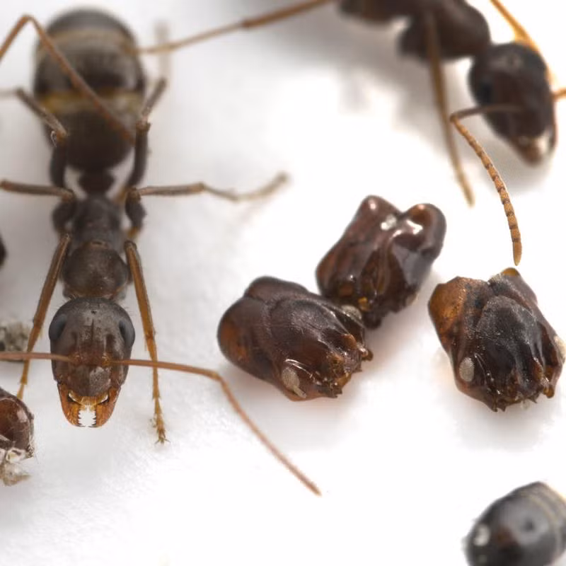 Kiến Formica archboldi thường đùn đất lên tạo thành ụ khi chúng đào xới bên dưới. Ảnh imgix.