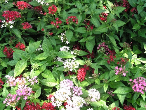 Cây hoa diễm châu sinh trưởng và phát triển tốt, dễ trồng và dễ chăm sóc. Ảnh blogcaycanh.