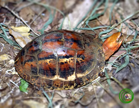 Thức ăn yêu thích của rùa hộp trán vàng là giun đất, cá, thịt, chuối chín và các loại rau. Ảnh vncreatures.