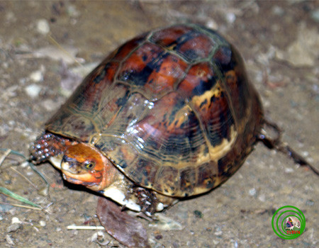 Rùa hộp trán vàng có tập tính bới đất để vùi trứng trước khi đẻ. Chúng đẻ trứng vào tháng 6. Ảnh vncreatures.