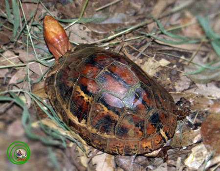 Chính nhờ chiếc yếm đặc biệt này mà rùa hộp trán vàng có khả năng "đóng hộp" chính mình. Ảnh vncreatures.