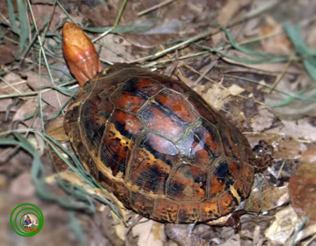 Chính nhờ chiếc yếm đặc biệt này mà rùa hộp trán vàng có khả năng "đóng hộp" chính mình. Ảnh vncreatures.