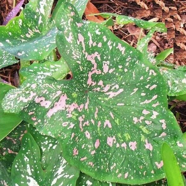 Các bộ phận của cây tai voi chứa chất độc axit oxalic và asparagin. Trong đó, lá và thân là bộ phận độc nhất của cây. Ảnh pinimg.