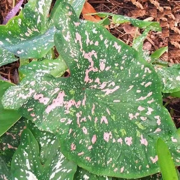 Các bộ phận của cây tai voi chứa chất độc axit oxalic và asparagin. Trong đó, lá và thân là bộ phận độc nhất của cây. Ảnh pinimg.