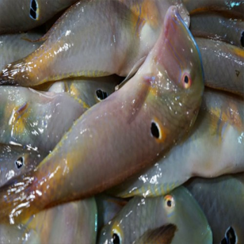 Cá mó là loại cá đặc sản miền Tây thường xuất hiện vào mùa mưa từ tháng 3 đến tháng 6 âm lịch. Ảnh haisanmiennam.