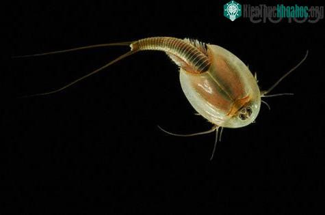 Tôm nòng nọc ăn bất cứ thứ gì nhỏ hơn chúng, thậm chí chúng còn ăn thịt cả đồng loại của mình. Ảnh kienthuckhoahoc.