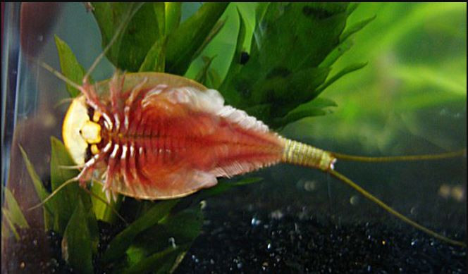 Tại Nhật Bản, tôm nòng nọc được sử dụng như một tác nhân sinh học, chúng ăn cỏ dại ở cánh đồng lúa. Ảnh blogspot.