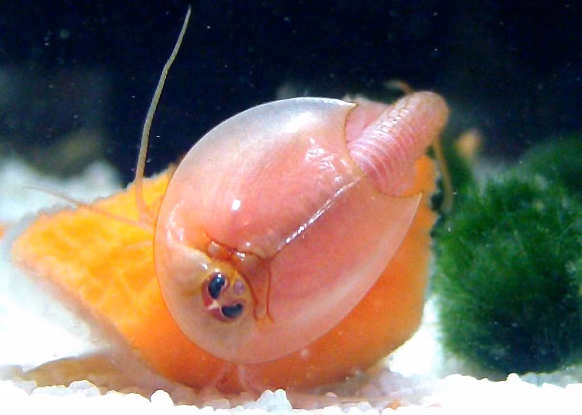 Tôm nòng nọc đã tồn tại hơn 200 triệu năm với hình dáng cơ thể hầu như không thay đổi theo thời gian. Ảnh wikimedia.