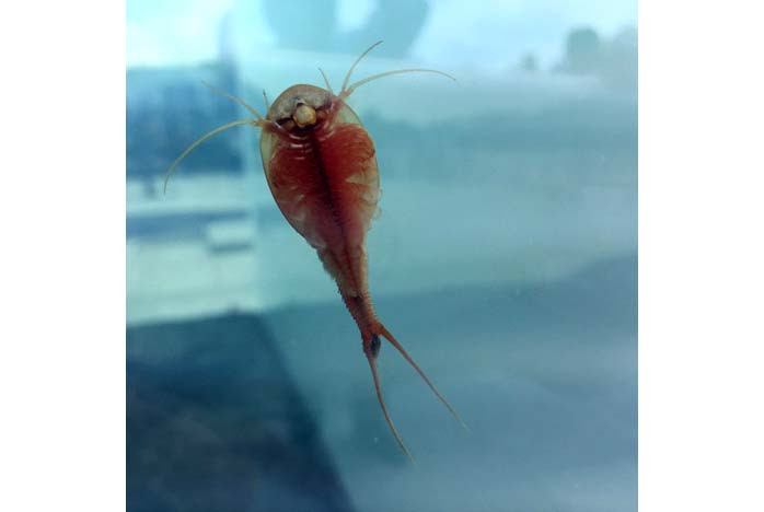 Tôm nòng nọc được tìm thấy vào năm 2010 ở bờ biển Scotland với nhiều cá thể sống. Ảnh soi.