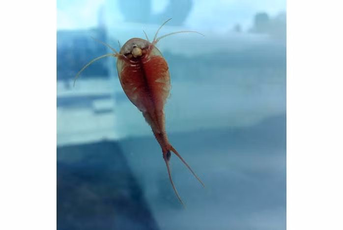 Tôm nòng nọc được tìm thấy vào năm 2010 ở bờ biển Scotland với nhiều cá thể sống. Ảnh soi.