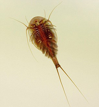 Tôm nòng nọc là loài ăn tạp. Chúng có thể ăn các loại tảo, côn trùng, và các mảnh vụn hữu cơ. Ảnh vietbao.