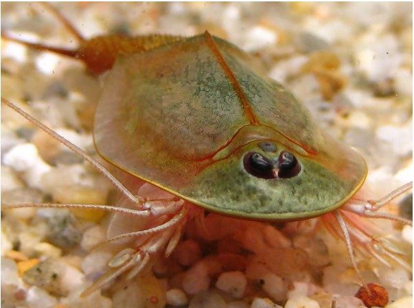  Tôm nòng nọc có ngoại hình xấu xí có chiều dài khoảng 10cm với chiếc miệng nhỏ nằm sâu trong bụng và những sợi lông trên chân chèo. Ảnh blogspot.