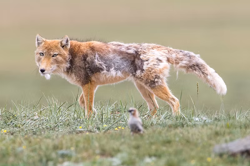 Cáo Tây Tạng biết phối hợp với những động vật khác để săn mồi rất điệu nghệ. Ảnh wildlife-sensor.