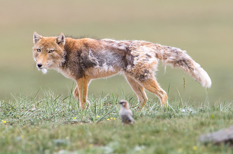 Cáo Tây Tạng biết phối hợp với những động vật khác để săn mồi rất điệu nghệ. Ảnh wildlife-sensor.