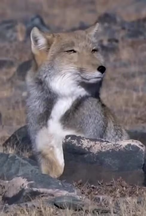 Cáo Tây Tạng là loài động vật có kích thước nhỏ, chiều dài thân từ 60 - 70cm, trọng lượng trung bình khoảng 4kg - 5,5kg. Ảnh pinimg.