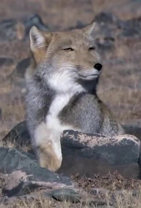 Cáo Tây Tạng là loài động vật có kích thước nhỏ, chiều dài thân từ 60 - 70cm, trọng lượng trung bình khoảng 4kg - 5,5kg. Ảnh pinimg.