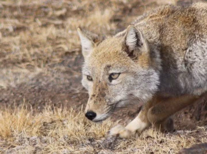 Cáo Tây Tạng sở hữu bộ lông dày và mềm, đầu vuông, mắt nhỏ và tai cụp, cộng với tỷ lệ giữa mắt và hộp sọ không cân đối nên trông loài cáo này mặt lúc nào cũng như đang chán nản. Ảnh pinimg.