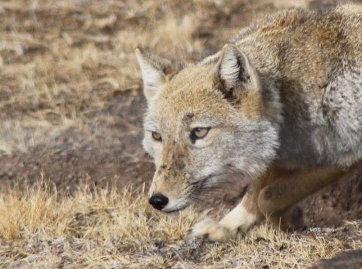 Cáo Tây Tạng sở hữu bộ lông dày và mềm, đầu vuông, mắt nhỏ và tai cụp, cộng với tỷ lệ giữa mắt và hộp sọ không cân đối nên trông loài cáo này mặt lúc nào cũng như đang chán nản. Ảnh pinimg.