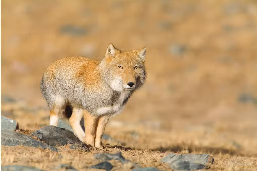 Cáo Tây Tạng phân bố ở cao nguyên Tây Tạng, phía Tây Trung Quốc, cao nguyên Ladakh ở phía Pakistan, biên giới phía Bắc giữa Nepal - Ấn Độ, phía Bắc dãy Himalaya,... Ảnh researchgate.