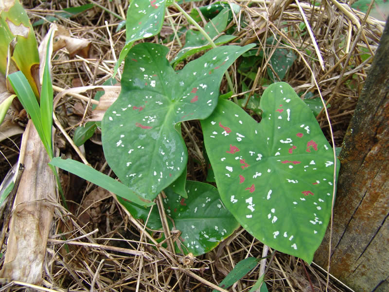 Nguyên nhân của việc giả vờ ốm này là do những con sâu bướm rất thích ăn cây tai voi. Ảnh classiccaladiums.