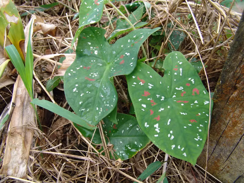 Nguyên nhân của việc giả vờ ốm này là do những con sâu bướm rất thích ăn cây tai voi. Ảnh classiccaladiums.