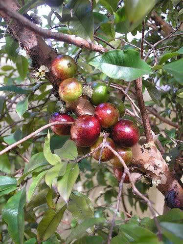 Tất cả bộ phận của cây bồ quân, từ thân, rễ và quả đều có thể được dùng để chữa bệnh như hỗ trợ trị các bệnh tiểu dắt, hơi thở hôi... Ảnh: blogcaycanh