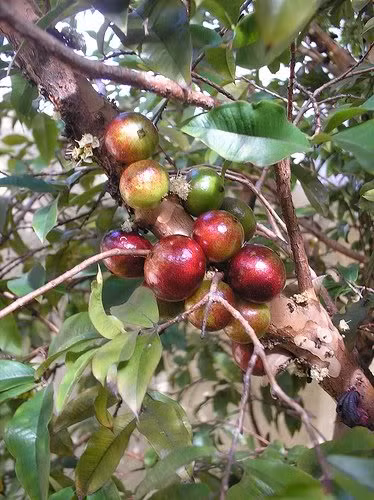 Tất cả bộ phận của cây bồ quân, từ thân, rễ và quả đều có thể được dùng để chữa bệnh như hỗ trợ trị các bệnh tiểu dắt, hơi thở hôi... Ảnh: blogcaycanh