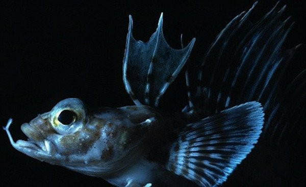 10 triệu năm trước là thời điểm cá băng Nam Cực sinh trưởng và phát triển mạnh mẽ nhất. Ảnh khoahoc. 