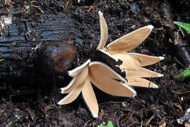 Nấm xì gà của quỷ mọc trên rễ của cây tuyết tùng hoặc cây sồi đã chết. Ảnh sakura.