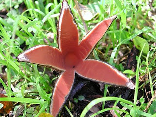 Ngoài ra, nấm xì gà của quỷ được tìm thấy tại vùng núi Nara của Nhật Bản. Ảnh blogspot.